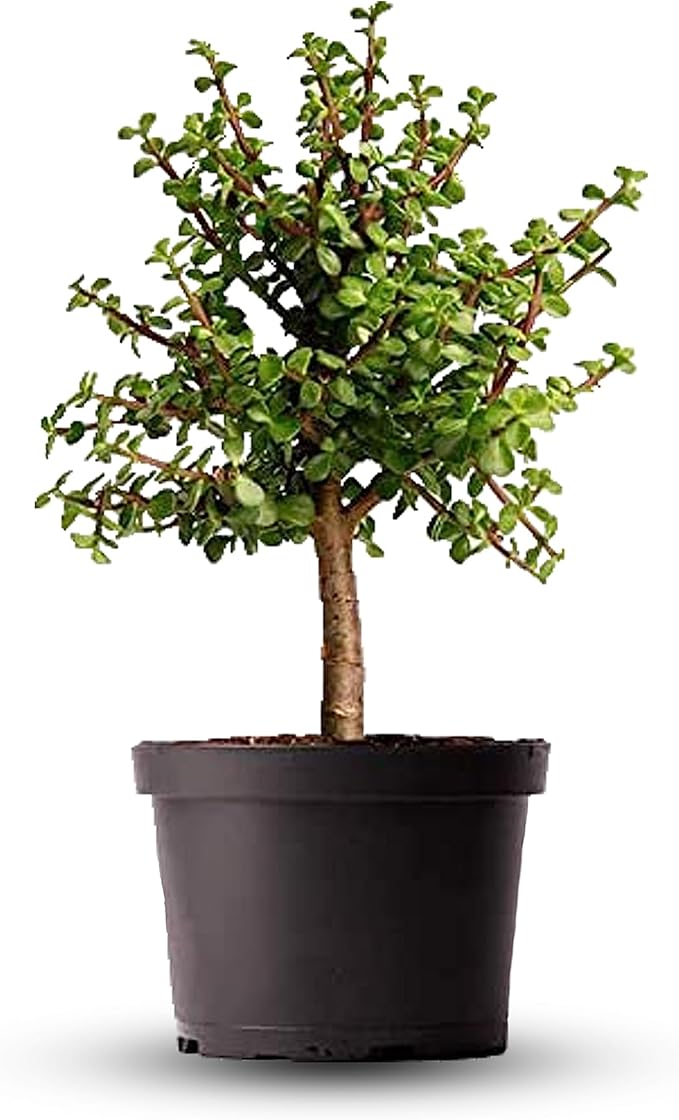 American Plant Exchange Live Dwarf Jade Tree, Miniature Bonsai Tree, Plant Pot for Home and Garden Decor, 6" Pot