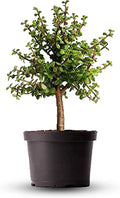 American Plant Exchange Live Dwarf Jade Tree, Miniature Bonsai Tree, Plant Pot for Home and Garden Decor, 6" Pot