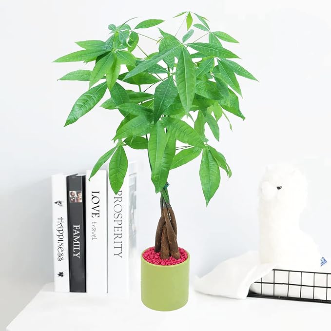 Athena's Garden Money Tree Plant Indoor Live Plant Pachira Money Tree with Ceramic Planter 18 Inches Tall, Green Pot - Red Rocks, Medium
