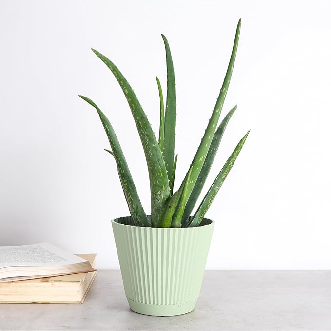 Thorsen's Greenhouse Aloe Vera, Live Indoor Plant, Aloe barbadensis, Easy to Grow, Succulent, Natural Air Purifier, 6" Diameter Pot (Sage)