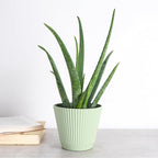 Thorsen's Greenhouse Aloe Vera, Live Indoor Plant, Aloe barbadensis, Easy to Grow, Succulent, Natural Air Purifier, 6" Diameter Pot (Sage)