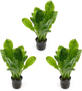 SubstrateSource Echinodorus Parviflorus Rosette Sword Live Plant for Freshwater Aquariums, Natural Fish Tank Decorations, and Aquatic Decor (3 Pots (6-9 Plants))