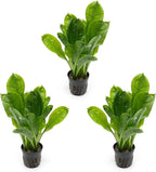 SubstrateSource Echinodorus Parviflorus Rosette Sword Live Plant for Freshwater Aquariums, Natural Fish Tank Decorations, and Aquatic Decor (3 Pots (6-9 Plants))
