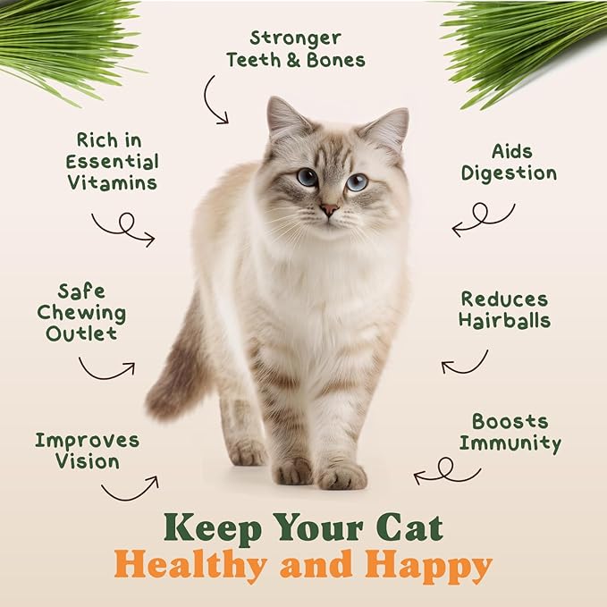 Seedboy Organic Cat Grass Seeds for Planting, Non-GMO Wheat, Oat, Rye, and Barley Cat Grass for Indoor Cats (16 oz)