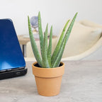 Aloe Vera Plant Gift in 4" Clay Pot, Live Succulent, Easy Plant for Beginners, Real Succulents for Home or Office, Indoor Houseplant Decor by Plants for Pets