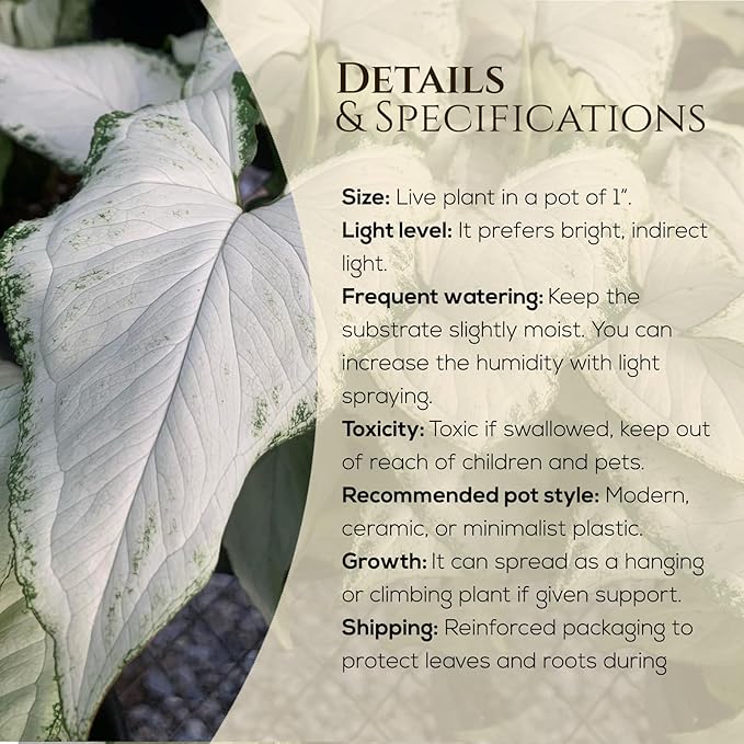 Syngonium Holly M (4 Pack) Live Starter Plants, Variegated Arrowhead Vine Houseplants, Easy Care Indoor Tropical Plants Live, Decorative Foliage Plants