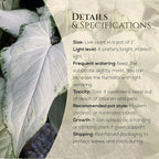 Syngonium Holly M (4 Pack) Live Starter Plants, Variegated Arrowhead Vine Houseplants, Easy Care Indoor Tropical Plants Live, Decorative Foliage Plants