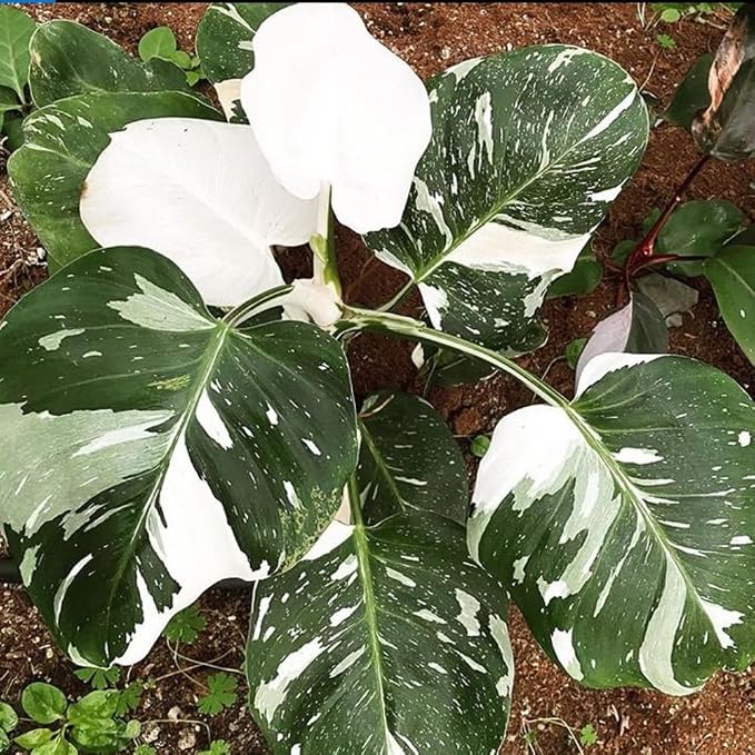 Philodendron Plant Live, Rare Variegated Philodendron Houseplant for Planting, Home Office Decor 4 to 8 Inches (White Variegated)