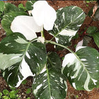 Philodendron Plant Live, Rare Variegated Philodendron Houseplant for Planting, Home Office Decor 4 to 8 Inches (White Variegated)
