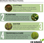 CZ Grain Bonsai Green Weeping Willow Tree Cutting - Thick Trunk Start, Dwarf Bonsai Material