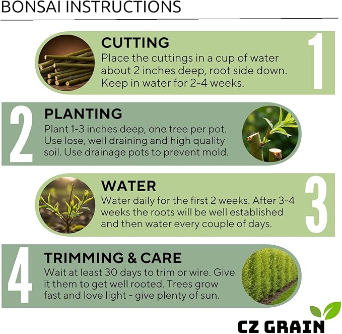 Black Willow Bonsai Tree Cutting to Grow - Dark Branches - Fast Growth, Good for Training - Easy-to-Root for Beginners & Experts, Indoor or Outdoor Planting - Gift for Plant Lovers