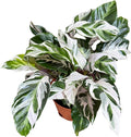 PLANTVERS Calathea Stella in a 6" Grow Pot – Calathea White Fusion – Low Light White Fusion Plant - Easy Care Tropical Houseplant - Variegated Indoor Plant