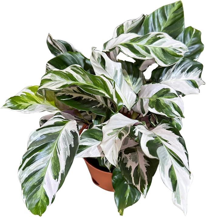 PLANTVERS Calathea Stella in a 6" Grow Pot – Calathea White Fusion – Low Light White Fusion Plant - Easy Care Tropical Houseplant - Variegated Indoor Plant