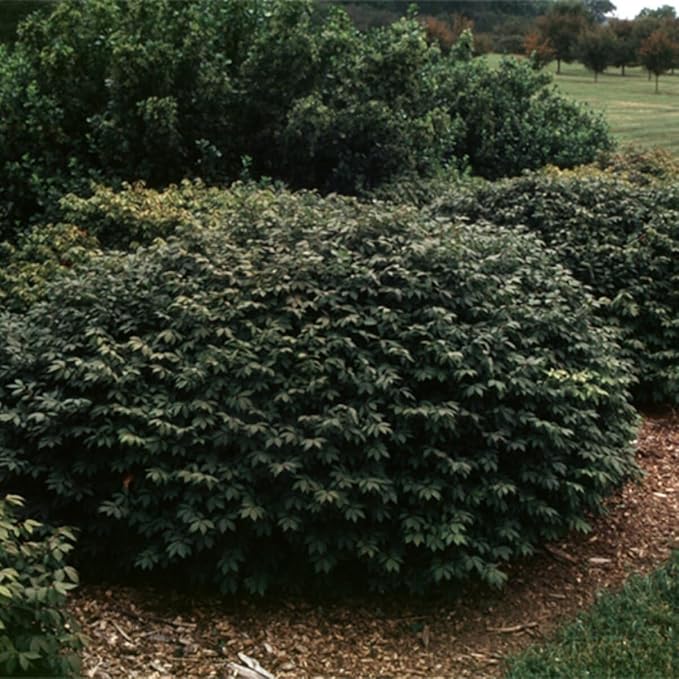 Rudy HAAG Burning Bush - Red Fall Color - Live Plant Shipped 1 to 2 Feet Tall by DAS Farms