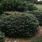 Rudy HAAG Burning Bush - Red Fall Color - Live Plant Shipped 1 to 2 Feet Tall by DAS Farms