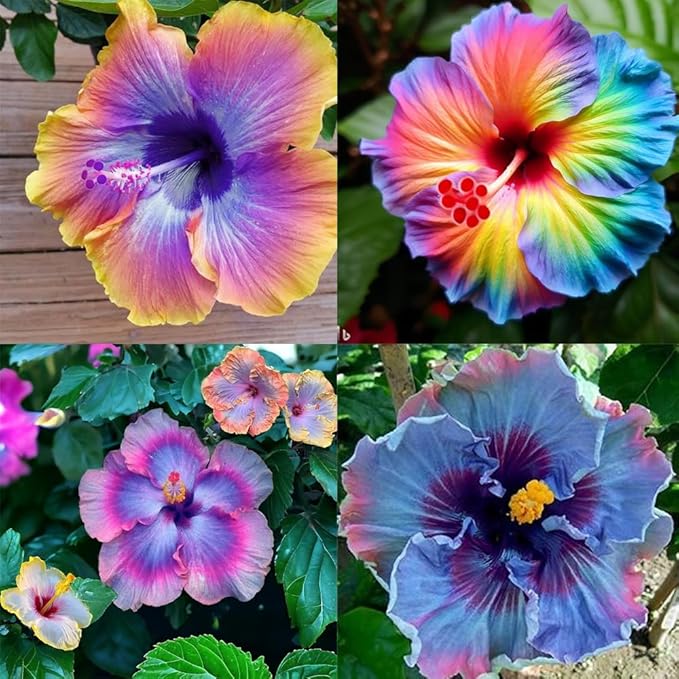 105+ Annual Mixed Hibiscus Flower for Planting Outdoor-Perennials Hibiscus Garden Plants