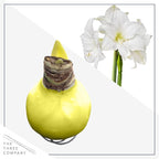 Waxed Amaryllis Bulb - Yellow Wax, White Blooms - Easy Care - No Watering Needed! Beautiful Spring Décor