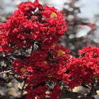 Black Diamond Crimson Red Crape Myrtle Live Tree, 1 Gallon Potted, Red Flowers | Arbor Day Foundation (Due to Agricultural Laws, Unavailable to CA, AZ)