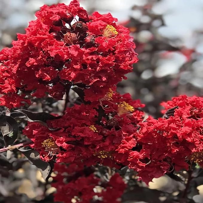 Black Diamond Crimson Red Crape Myrtle Live Tree, 1 Gallon Potted, Red Flowers | Arbor Day Foundation (Due to Agricultural Laws, Unavailable to CA, AZ)