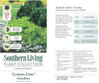 Southern Living 2.5 Qt. Lemon Lime Nandina Shrub