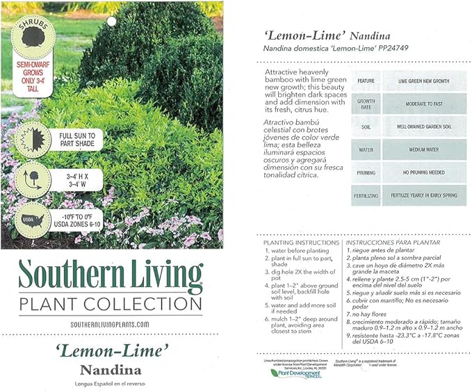 Southern Living 2.5 Qt. Lemon Lime Nandina Shrub