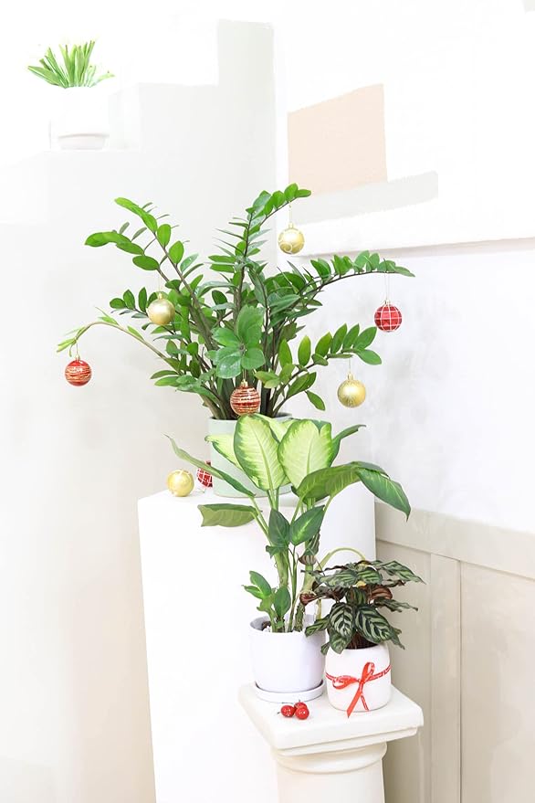 Calathea Makoyana Peacock (4'' Grower Pot) - Air Purifying and Live Healthy Houseplant - Easy to Grow, Easy to Care Indoor Houseplant