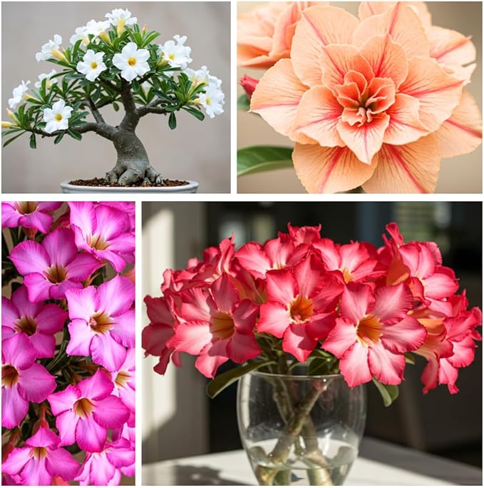 20 Mixed Color Desert Rose Seeds to Grow | 20 Seeds | Adenium Obesum Seeds to Grow.. Exotic Bonsai Plant