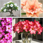 20 Mixed Color Desert Rose Seeds to Grow | 20 Seeds | Adenium Obesum Seeds to Grow.. Exotic Bonsai Plant