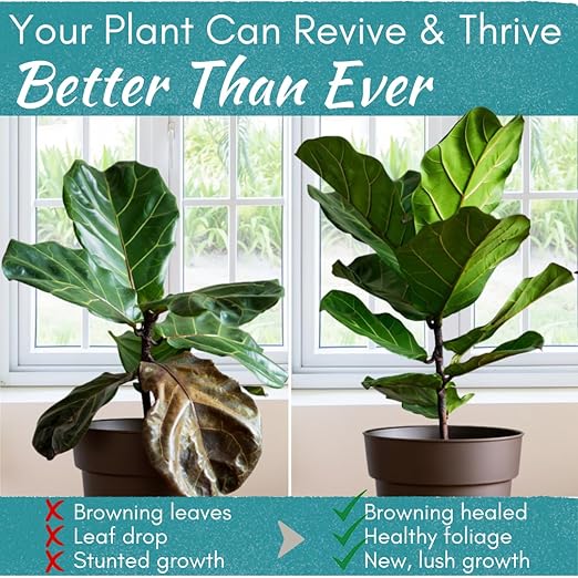 Root Rot Repair for Houseplants – Root Supplement & Recovery Drops for Overwatering or Shock | Heals Roots, Prevents Yellowing, Brown Spots & Dropping Leaves (8 oz)