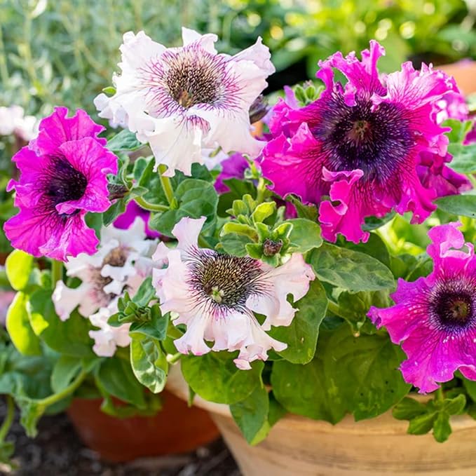 Rare Petunia Seeds for Planting - 300+ Beautiful Perennial Flowers Seeds Heirloom Vine, High Germination Rate Open Pollinated Seeds