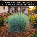3 Little Bluestem Grass Live Plant Plug– Native Ornamental Grass – Blue-Green Foliage with Red Fall Color – Drought Tolerant Perennial (Schizachyrium scoparium)