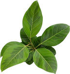 Ficus Altissima, Rare Rubber Tree Plant, Unique Live Plant Decor in 6" White Pot, Easy Plant Gift, Variegated Rubber Plant, Council Tree, Live Ficus Tree, Office & Decorative Plants by Plants for Pet