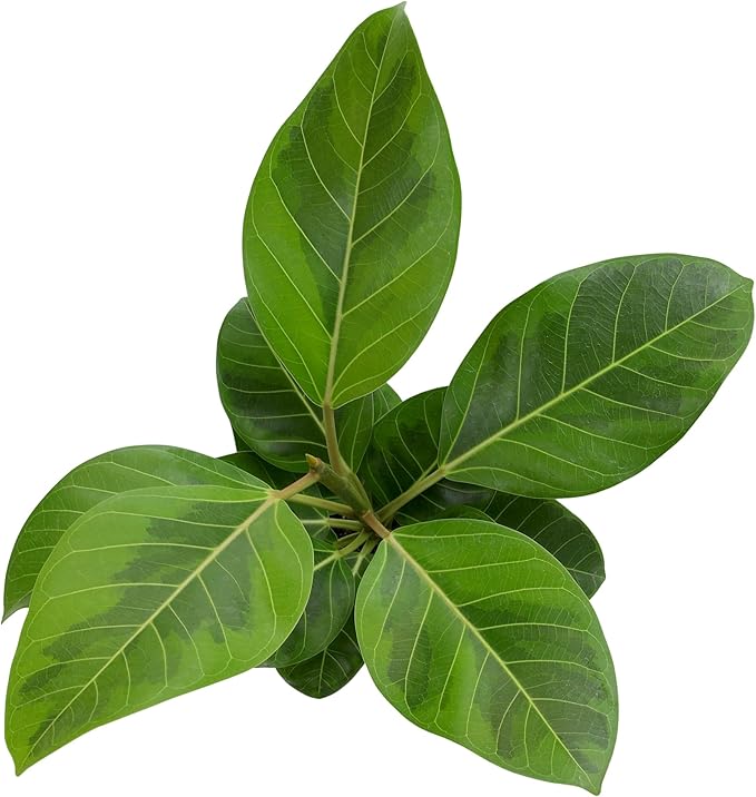 Ficus Altissima, Rare Rubber Tree Plant, Unique Live Plant Decor in 6" White Pot, Easy Plant Gift, Variegated Rubber Plant, Council Tree, Live Ficus Tree, Office & Decorative Plants by Plants for Pet