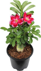 Pink Desert Rose Plant Live Succulent, 1 Gal Grower Pot, Adenium Desert Rose Plant Live Indoor Houseplants & Outdoor Succulents, Easy Care Flowering Plants by Plants for Pets