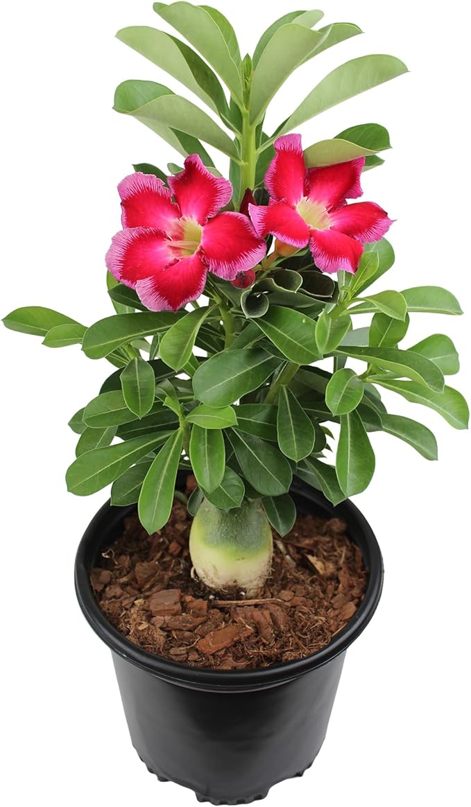 Pink Desert Rose Plant Live Succulent, 1 Gal Grower Pot, Adenium Desert Rose Plant Live Indoor Houseplants & Outdoor Succulents, Easy Care Flowering Plants by Plants for Pets