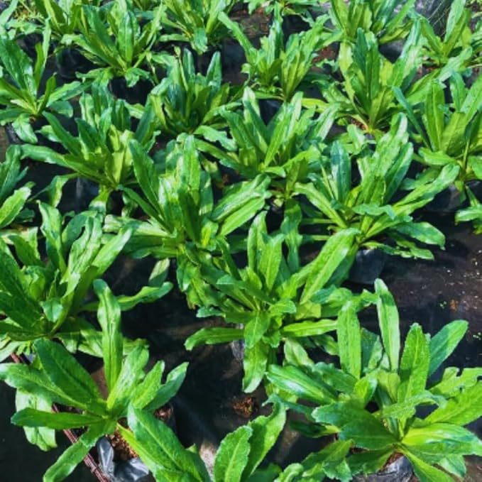 Culantro Plant Live, Culantro Live Plant, 4 Inches Pot, 5 to 7 Inches Tall, Vegetable Herb Plant