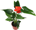 Orange Anthurium - 4" from California Tropicals