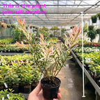 Tri Colored Dappled Willow Shrub Plant Live, 1 Quart Pot, Easy Care Salix Integra “Hakuro Nishiki”, Variegated Foliage for Hedges, Borders & Outdoor Landscaping