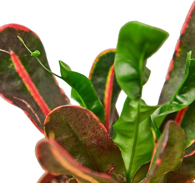 Croton Mammy Live Plant for Indoor | Different Houseplants in 4'' & 6'' Pot | Real House Plant for Living Room, Office, Desk & Bathroom | Codiaeum | Mammy