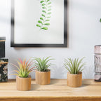 Bigmeta 3 Pcs Wood Air Plant Holder, 1.4" Rustic Style Airplant Display Stands for Women Gifts