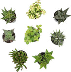 Altman Plants, Assorted Succulents Plants Live Houseplants (8PK), Succulent Plants Home Office Plants Live Indoor Plants, Live Plants Indoor House Plants, Easy Care Plants, Desk Plants, Kitchen Plants