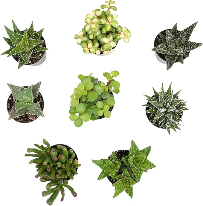 Altman Plants, Assorted Succulents Plants Live Houseplants (8PK), Succulent Plants Home Office Plants Live Indoor Plants, Live Plants Indoor House Plants, Easy Care Plants, Desk Plants, Kitchen Plants