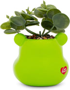 Silver Buffalo Care Bears Good Luck Bear 5-Inch Sculpted Ceramic Mini Planter with Artificial Succulent | Cute Flower Pot, Faux Indoor Plants