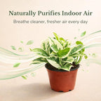 Live Plant Pothos N'Joy 4” – Easy-Care Variegated Houseplant for Low Light – Air-Purifying Indoor Plant (Heat Pack Included)