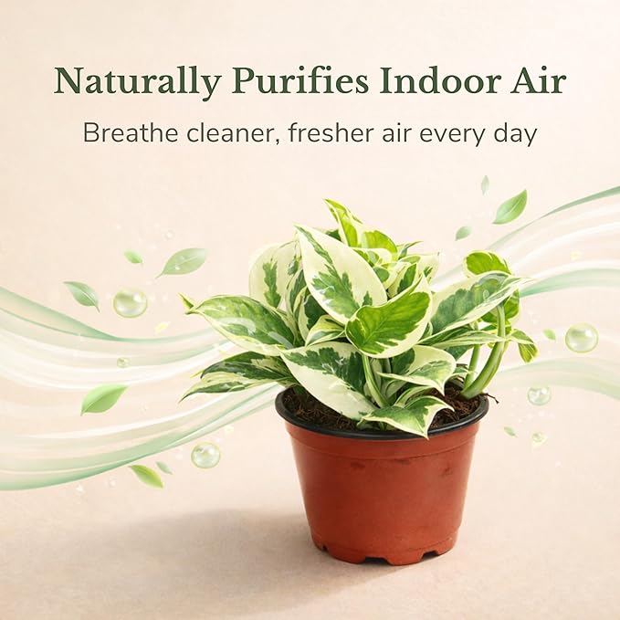 Live Plant Pothos N'Joy 4” – Easy-Care Variegated Houseplant for Low Light – Air-Purifying Indoor Plant (Heat Pack Included)