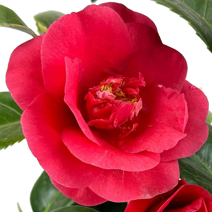 Blooming & Beautiful - Rosehill Red Camellia - 3 gal - Semi-Double Blooms - Evergreen Shrub - Camellia Japonica 'Rosehill Red' - 3 Gallon Pot