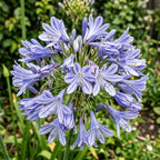 50 Count African Lily Agapanthus Seeds for Planting, Blue and White Blooms, Heirloom Variety
