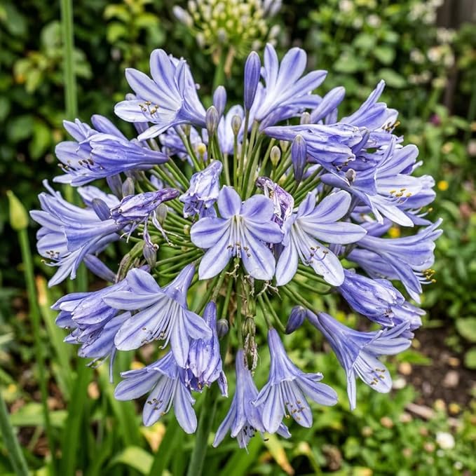 50 Count African Lily Agapanthus Seeds for Planting, Blue and White Blooms, Heirloom Variety