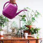 Plant Watering Can - Rose Red - 1/2 Gallon