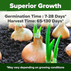 HOME GROWN 8 Onion Seeds for Planting 1,600 Heirloom Vegetable Seeds Grow Sweet, Yellow, Red, Spanish, Green & Vidalia Onions in Outdoor or Indoor Home Garden